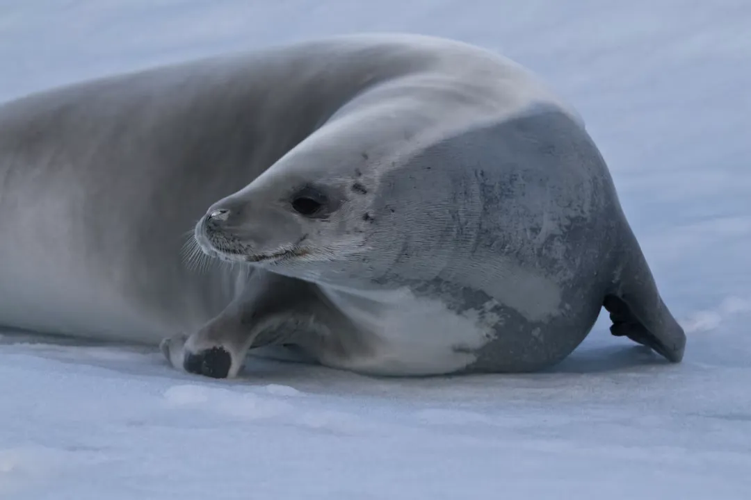 Do killer whales eat crabeater seals?, Hunting Evidence