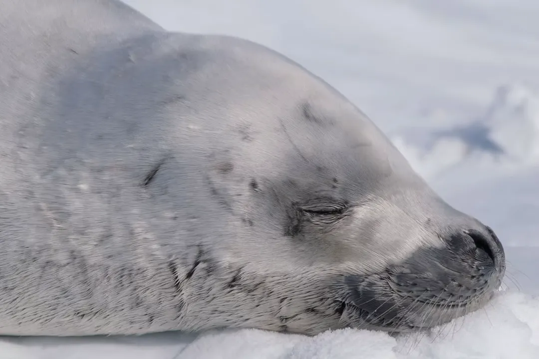 Do killer whales eat crabeater seals?, The Pursuit