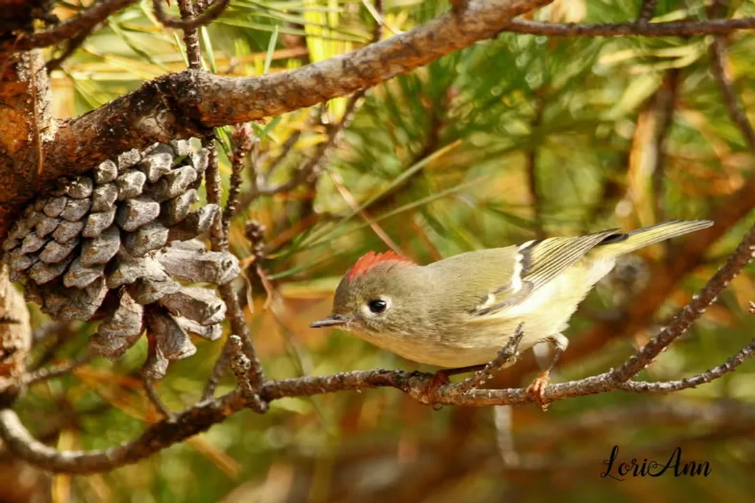 Do Kinglets visit feeders?, Insect Diet