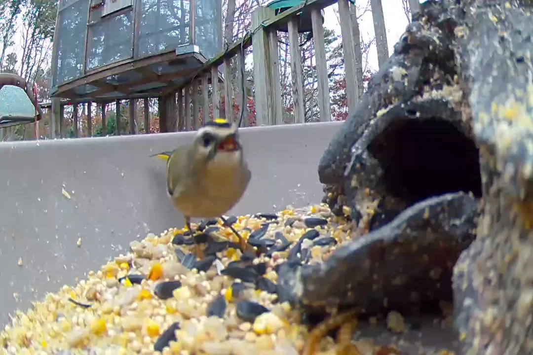 Do Kinglets visit feeders?, Attracting Behavior