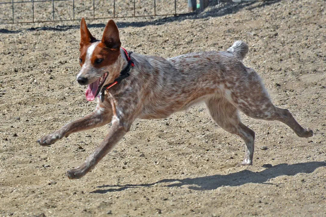 Do Koolies have dingoes in them?, Dingo Genetic Context