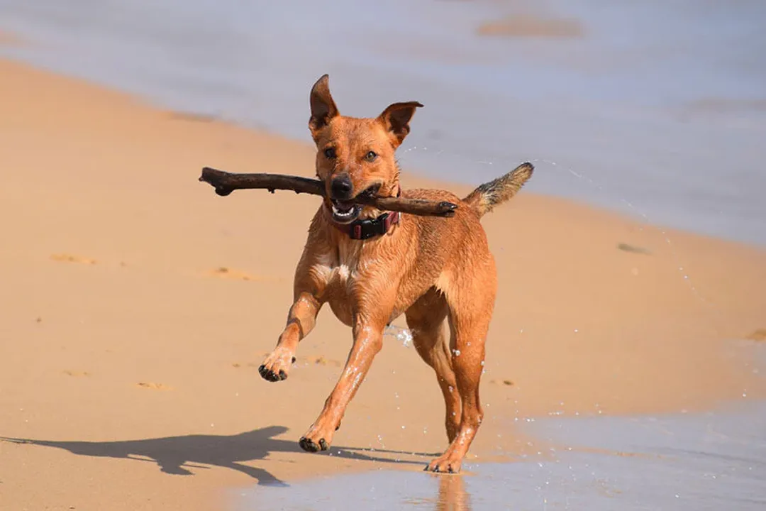 Do Koolies have dingoes in them?
