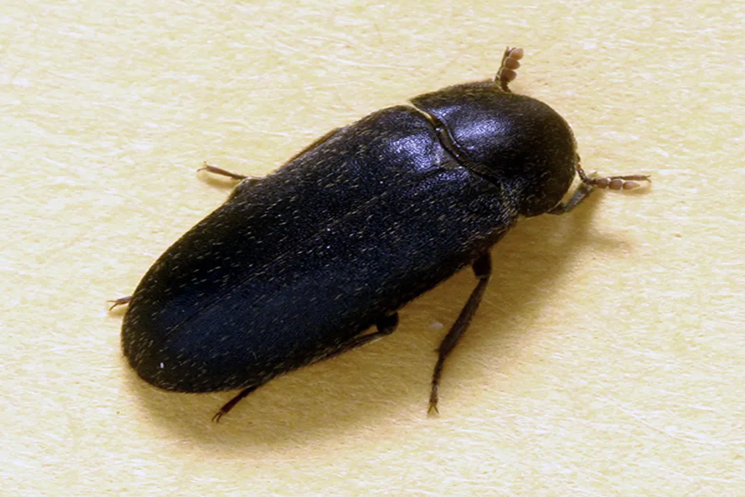 Do larder beetles only infest food?