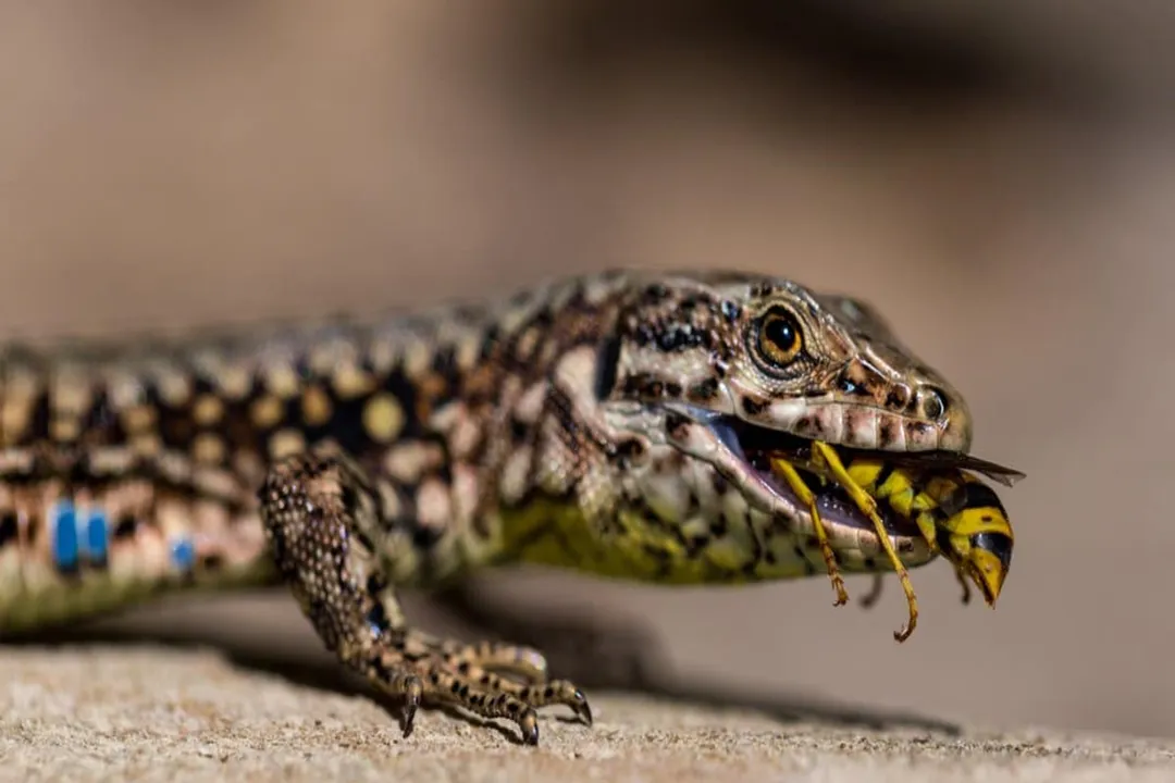 Do Lazarus lizards eat stink bugs?, Common Ancestry