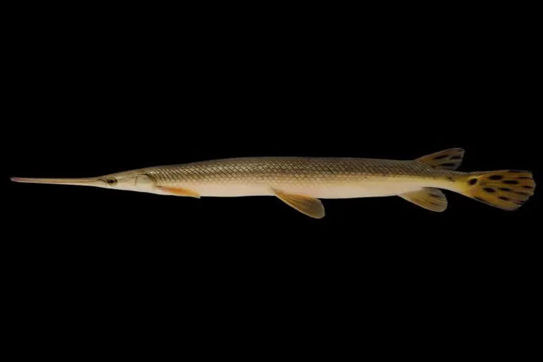 Do longnose gar have teeth?, Snout Structure