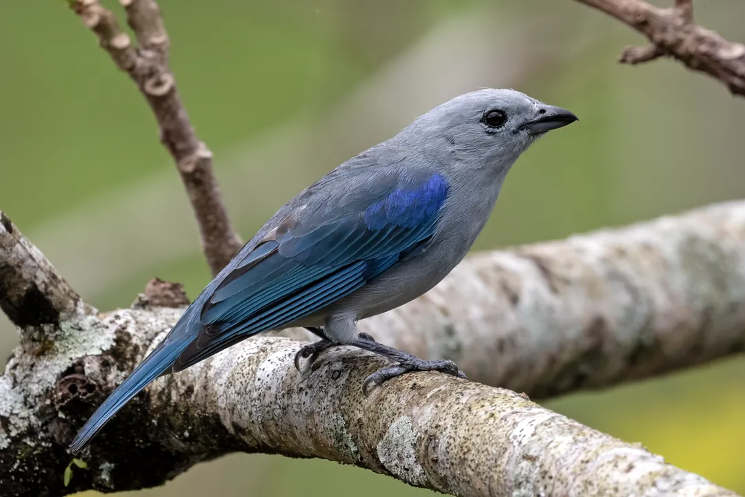 Do male and female blue tanagers look alike?, No Dimorphism