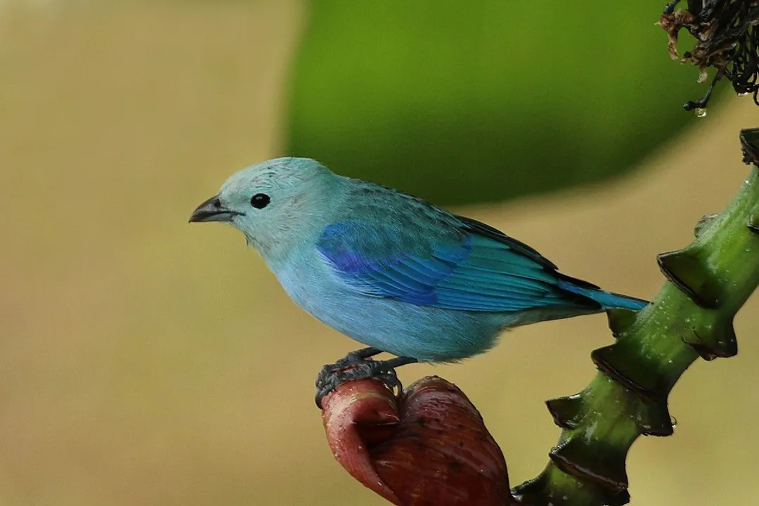 Do male and female blue tanagers look alike?, Subtle Distinctions