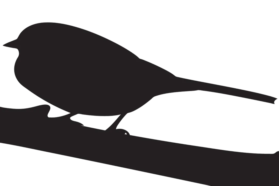 Do male and female White-crowned Sparrows look the same?, Subtle Differences