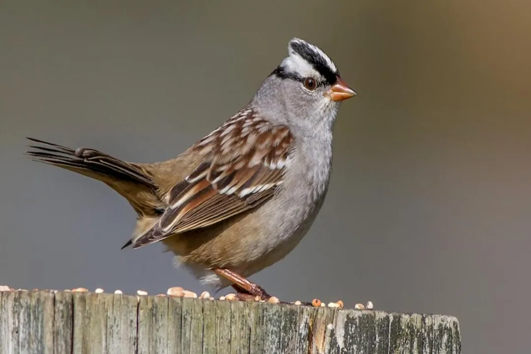 Do male and female White-crowned Sparrows look the same?, Shared Plumage