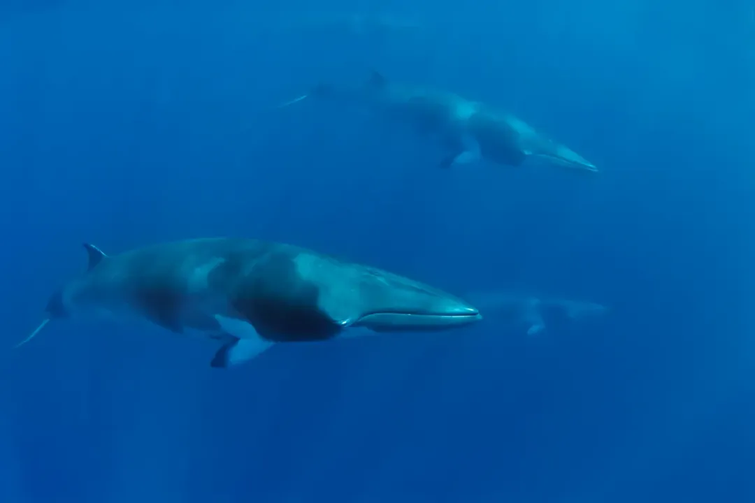Do minke whales have predators?, Evasion Tactics