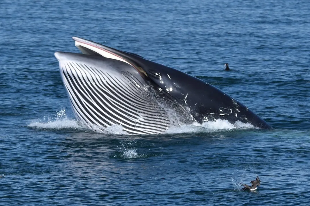 Do minke whales have predators?, Speed vs. Endurance