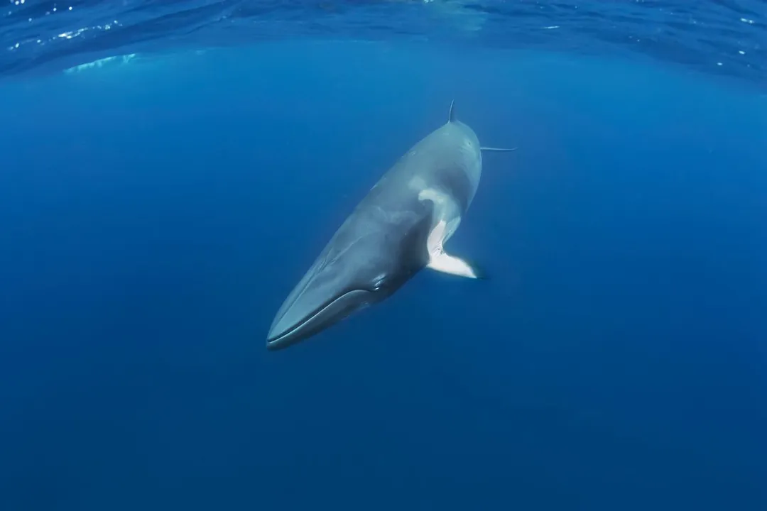 Do minke whales have predators?, Apex Hunter
