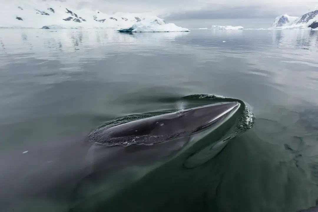 Do minke whales have predators?