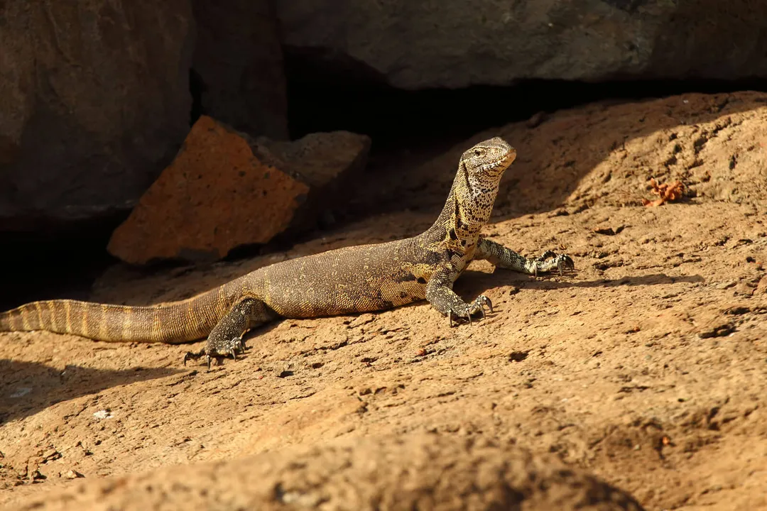 Do monitor lizards eat small dogs?