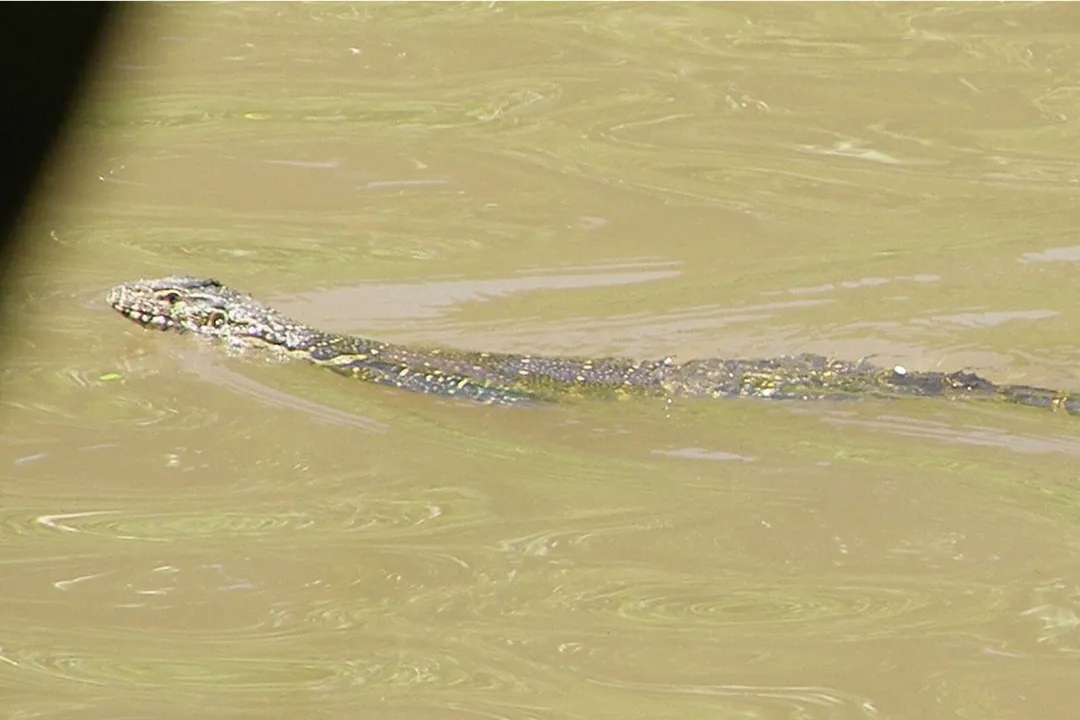 Do monitor lizards eat small dogs?, Species Size Matters