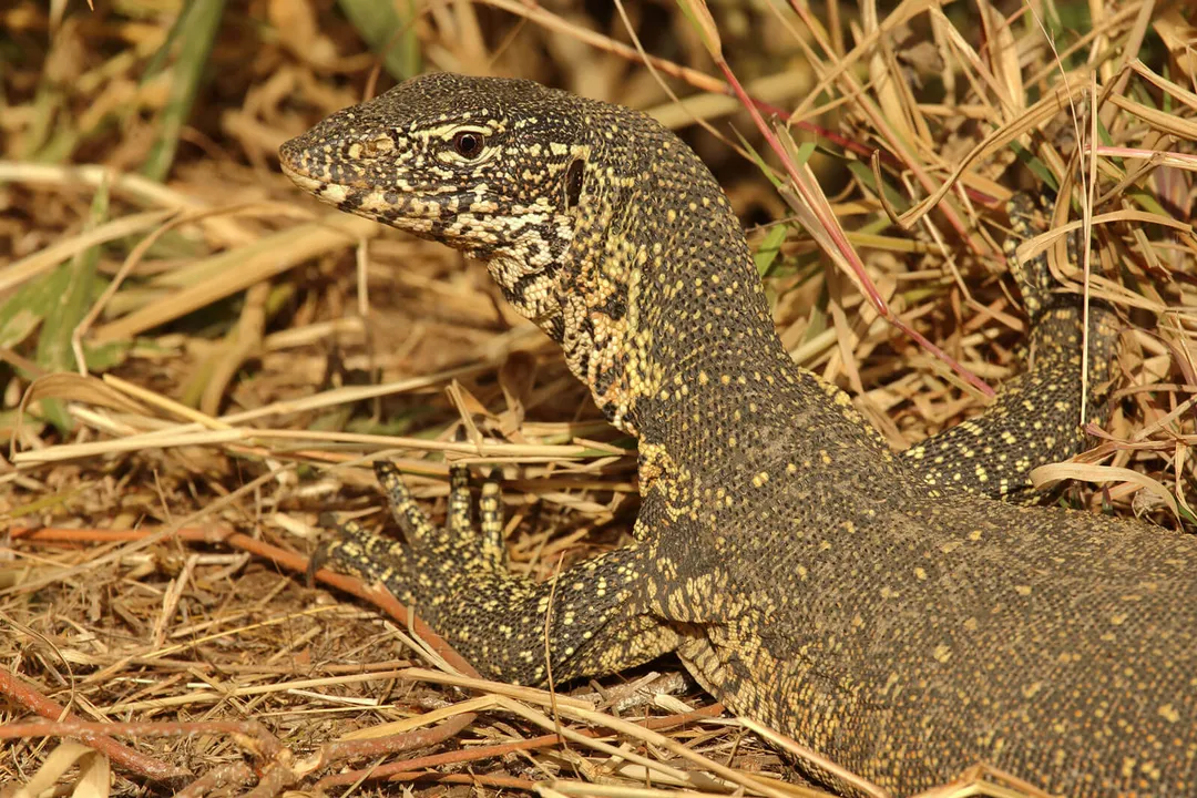 Do monitor lizards eat small dogs?, Predation Likelihood