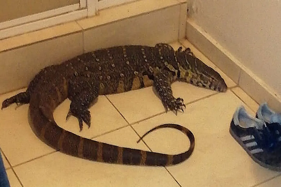 Do monitor lizards eat small dogs?, Owner Concerns