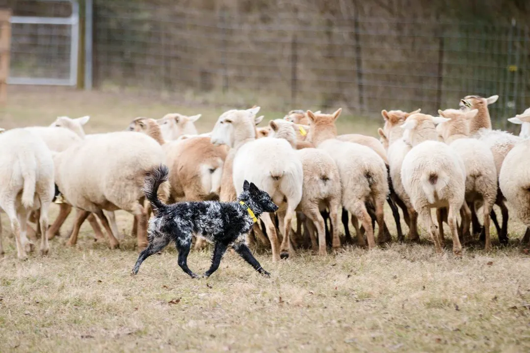 Do Mudi dogs bark a lot?