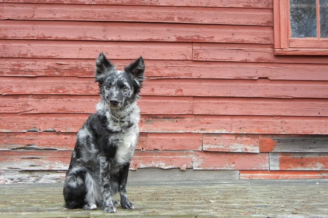 Do Mudi dogs bark a lot?, Vocal Spectrum