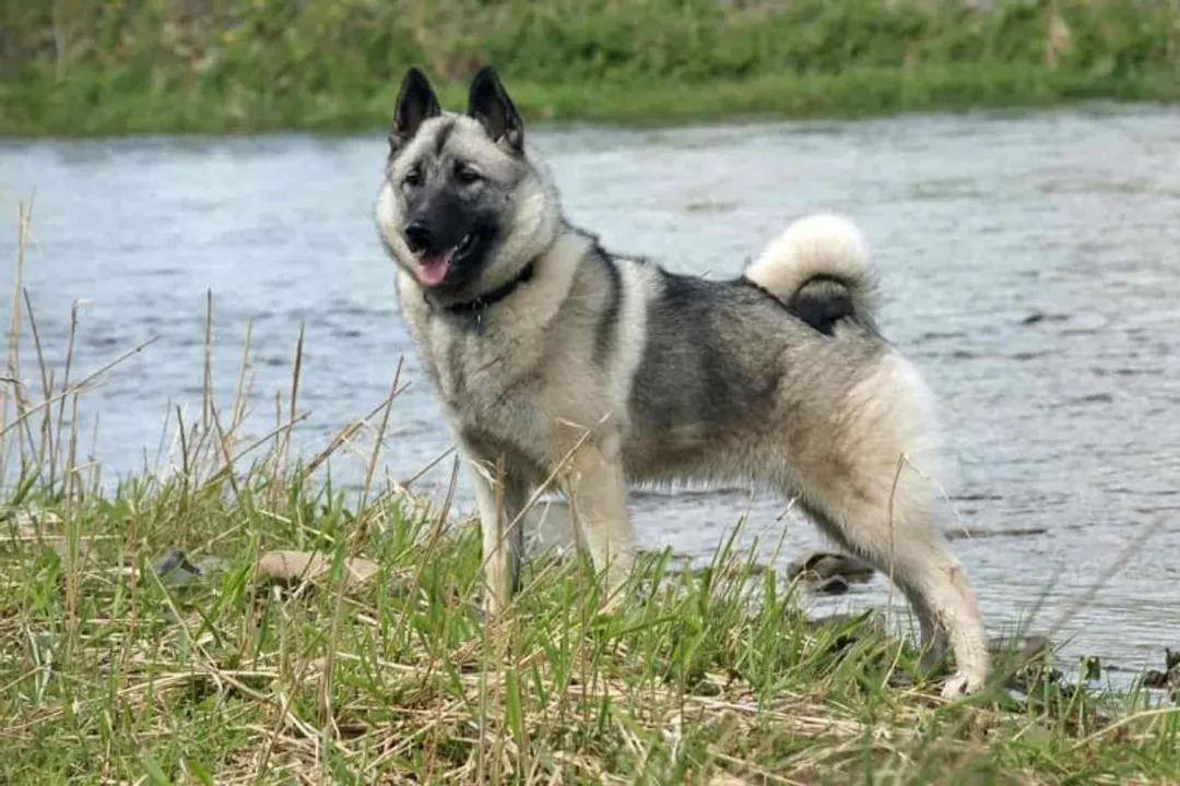Do Norwegian Elkhounds have sensitive stomachs?