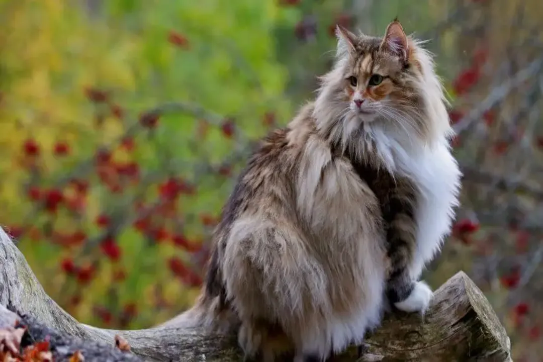 Do Norwegian Forest cats act like dogs?, Shadow Presence