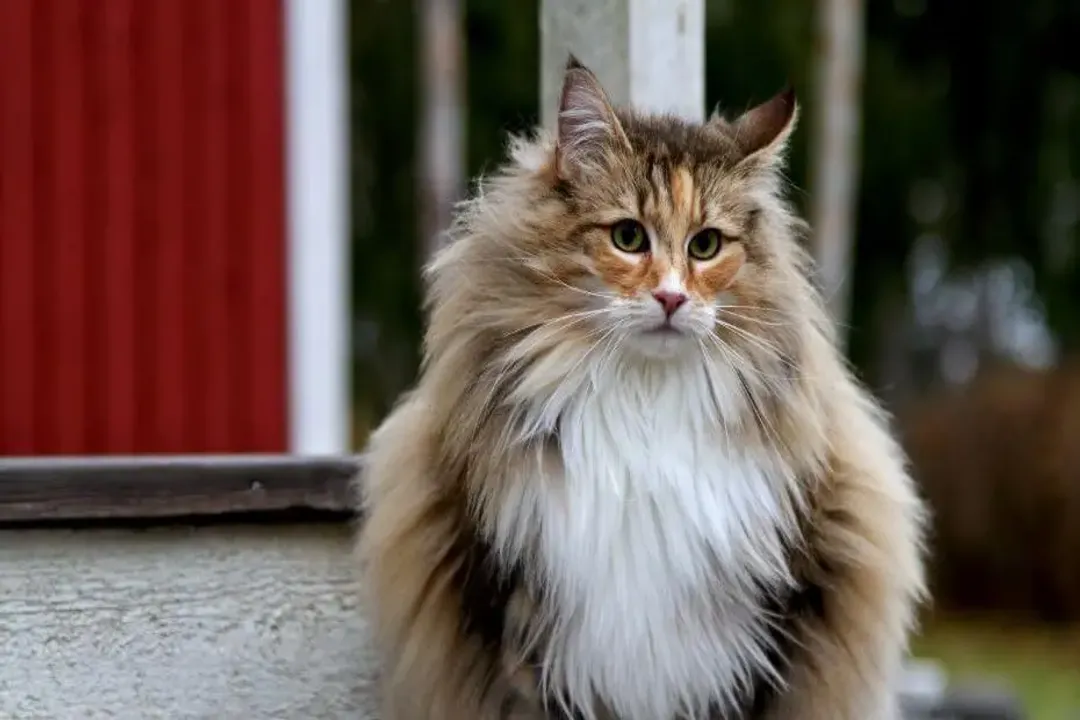 Do Norwegian Forest cats act like dogs?, Trainable Nature