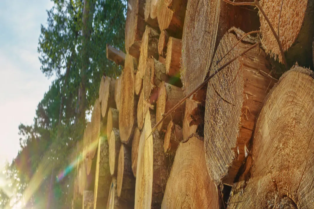 Do old house borers fly?, Adult Emergence