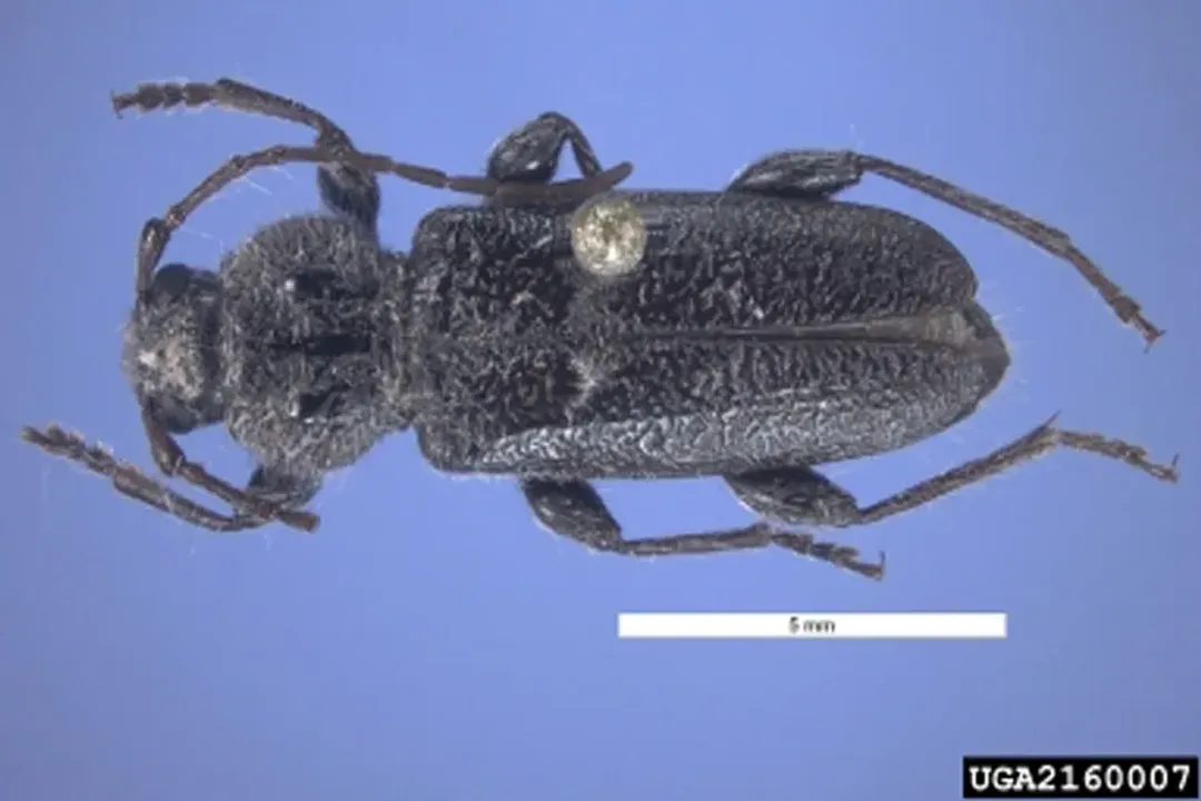 Do old house borers fly?