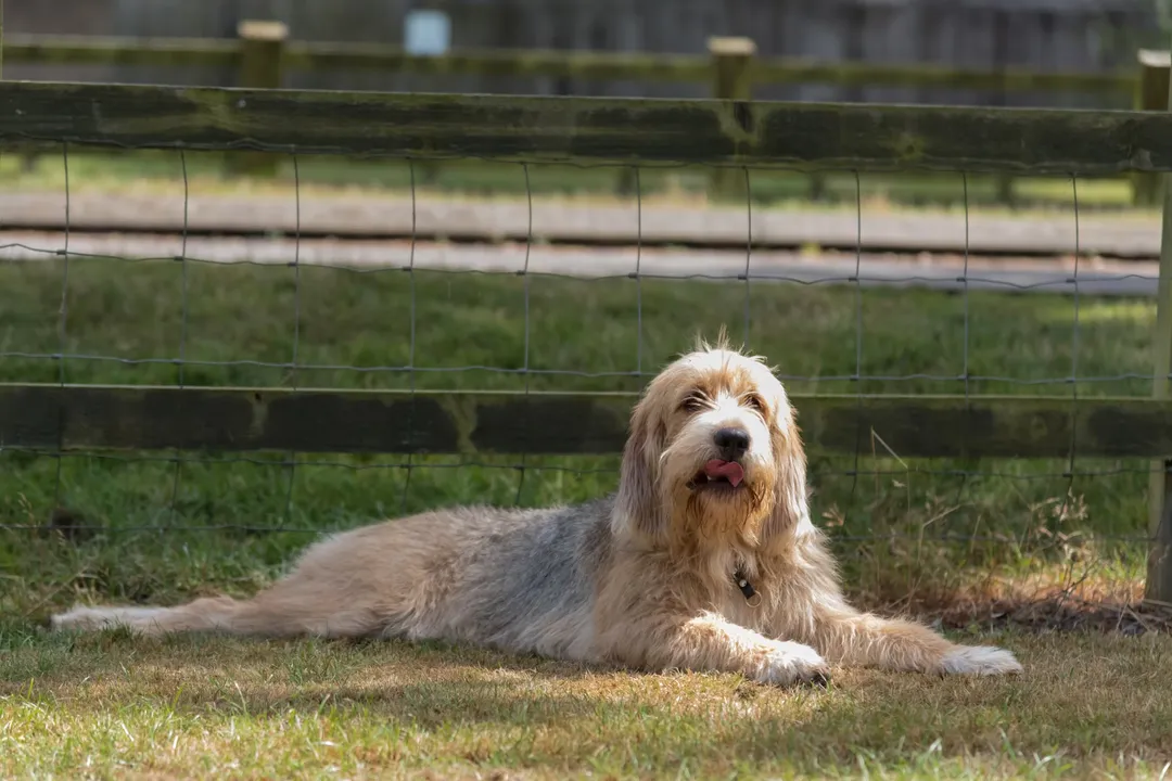 Do Otterhounds make good pets?, Temperament Traits