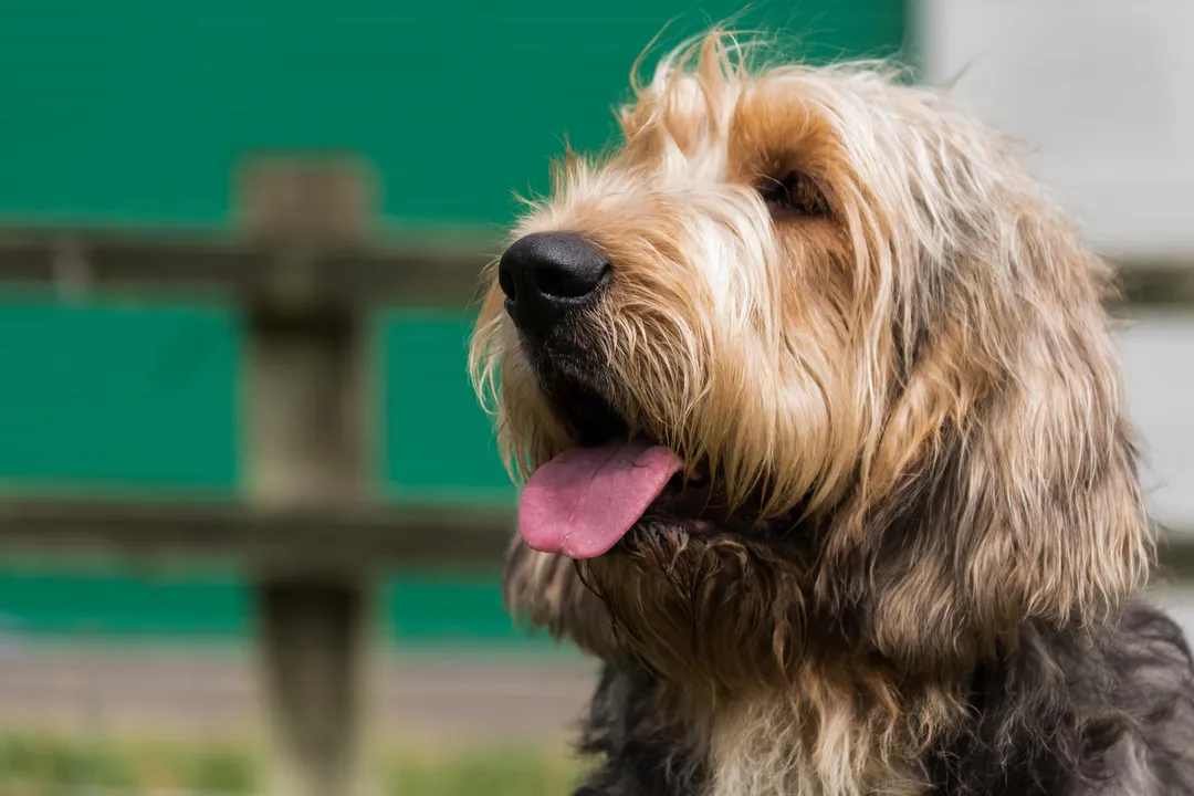 Do Otterhounds make good pets?, The Hound's Drive
