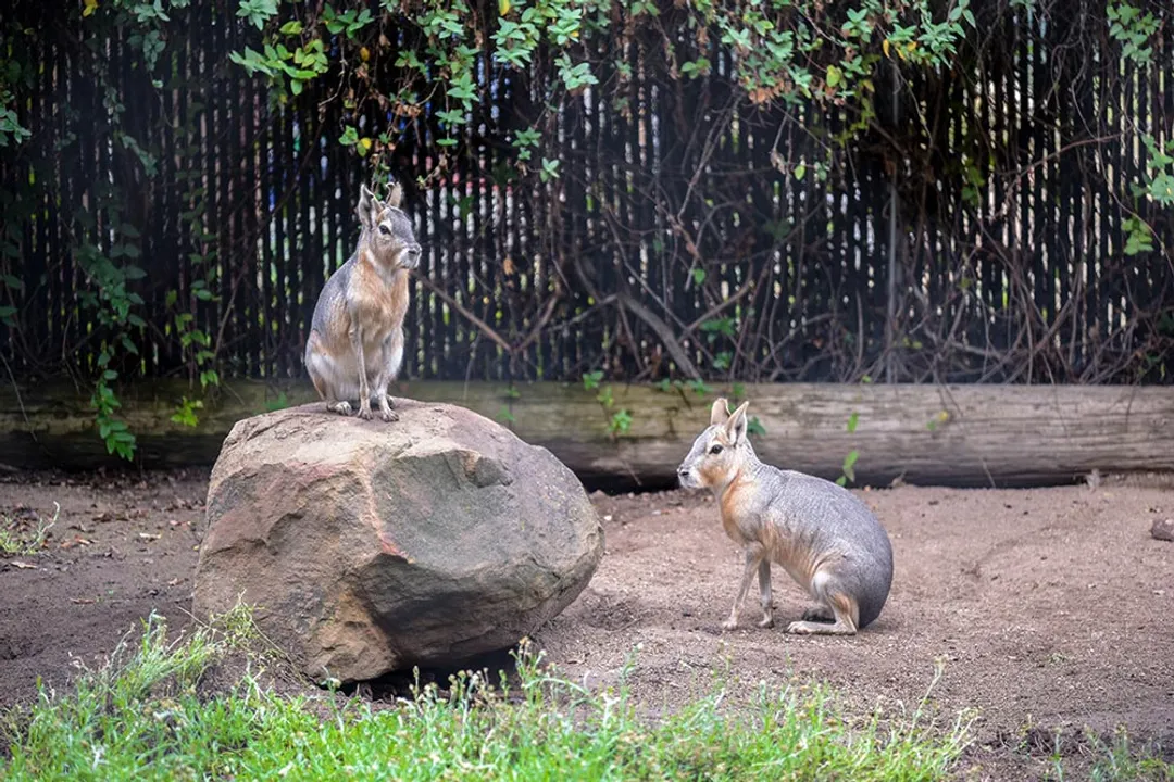 Do Patagonian cavies dig burrows?, Patagonian Habitat