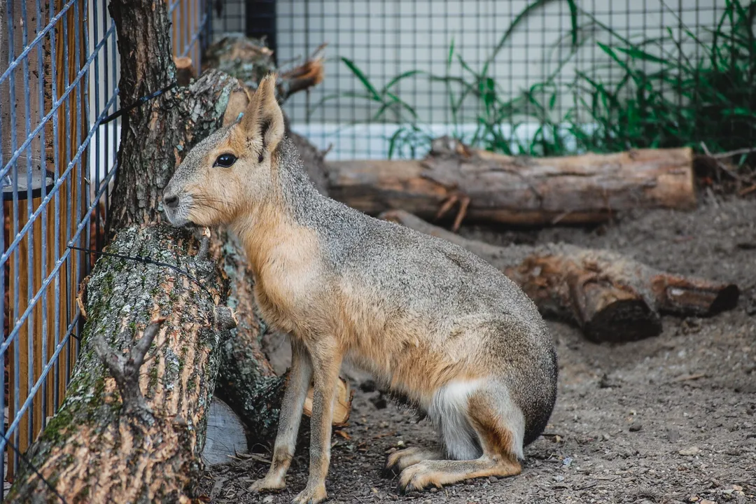 Do Patagonian cavies dig burrows?, Communal Living