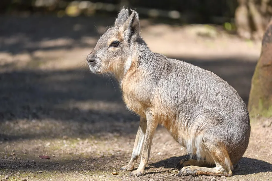 Do Patagonian cavies dig burrows?, Physical Profile and Digging Capacity