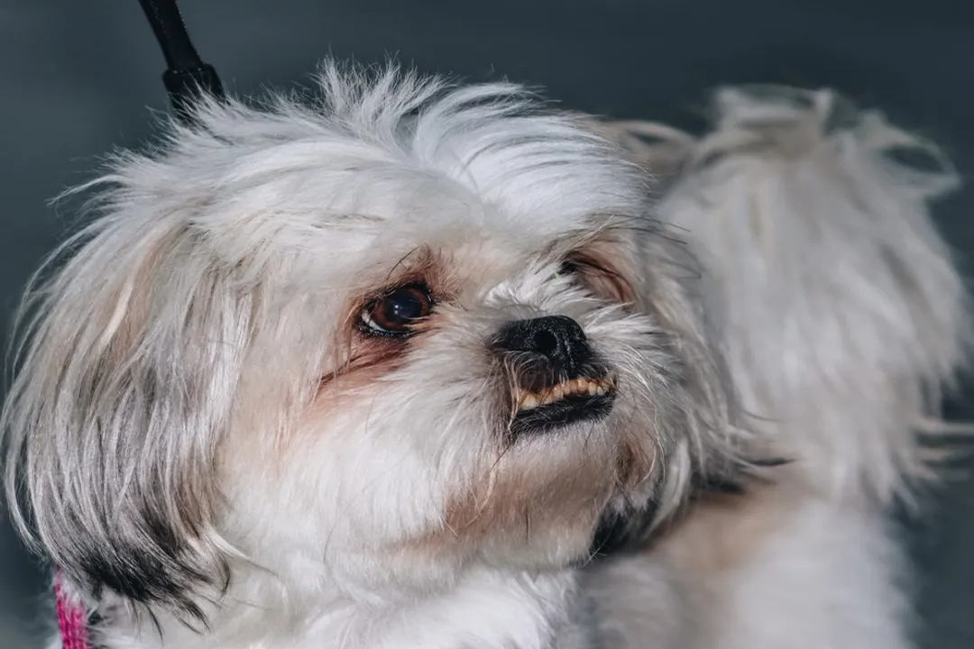 Do peekapoos suffer from separation anxiety?, Potential Causes