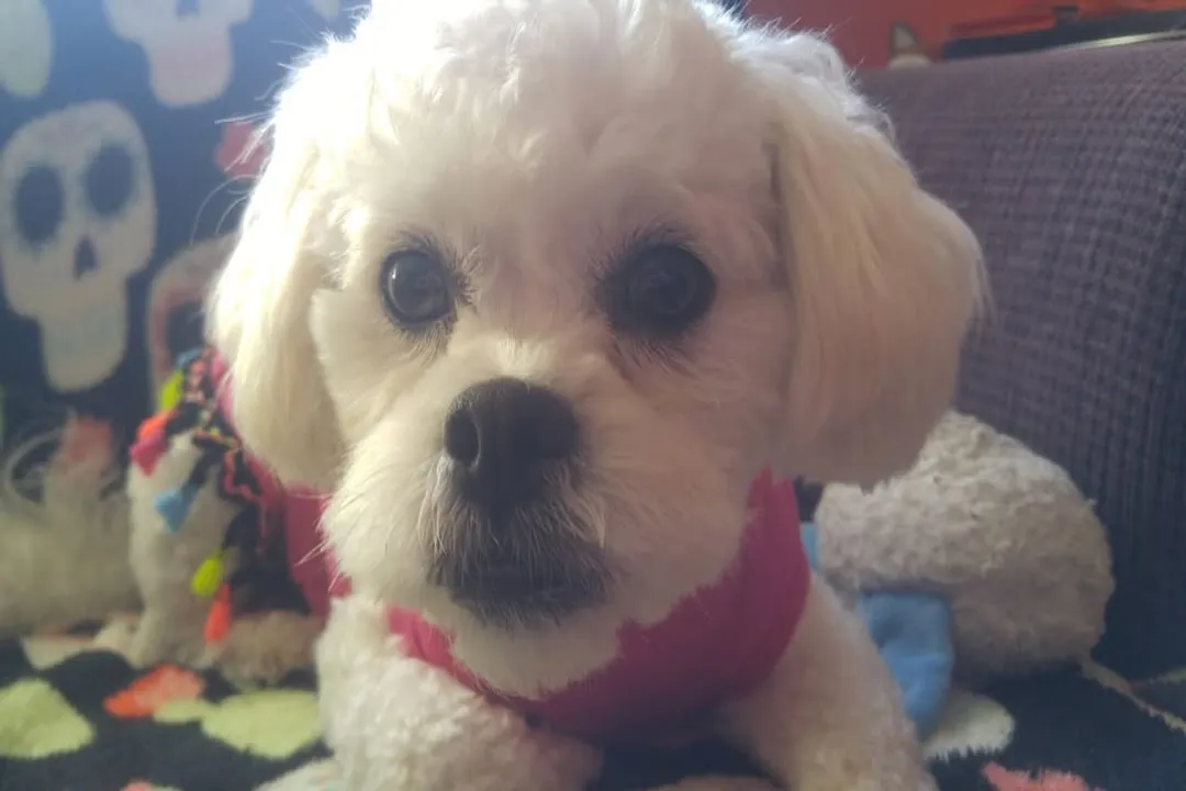 Do peekapoos suffer from separation anxiety?, Breed Temperament