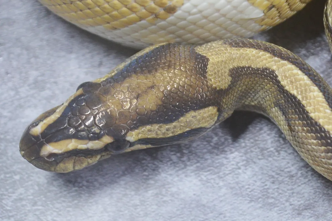 Do piebald ball pythons have issues?, Pattern Anomalies