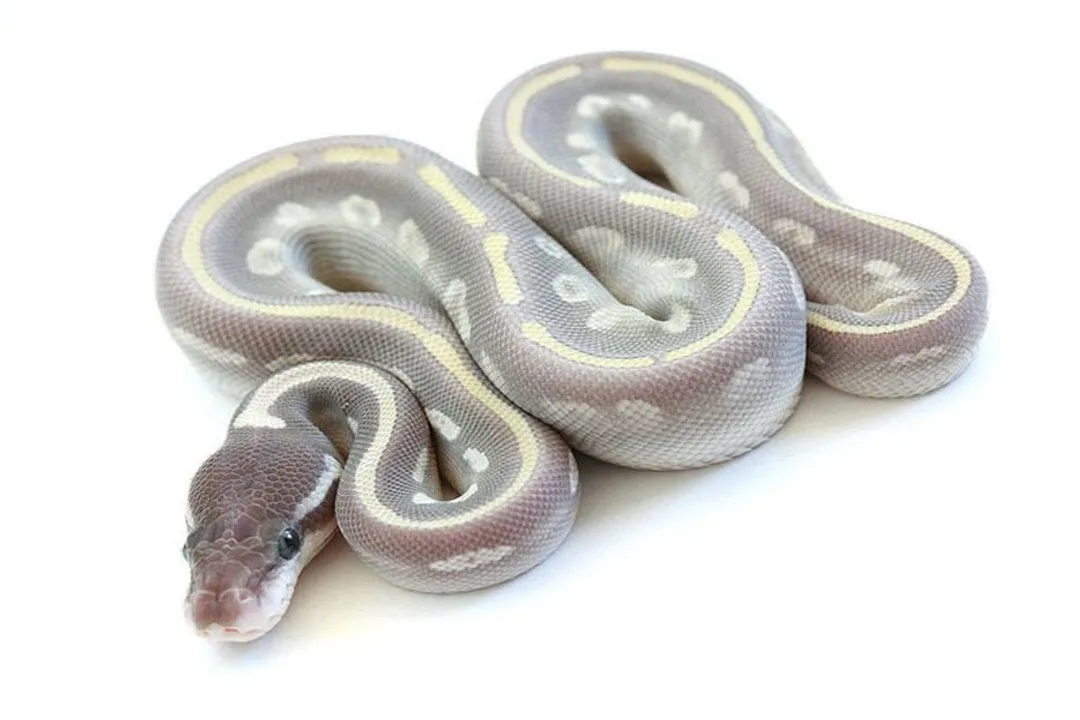 Do piebald ball pythons have issues?, Eye Complications