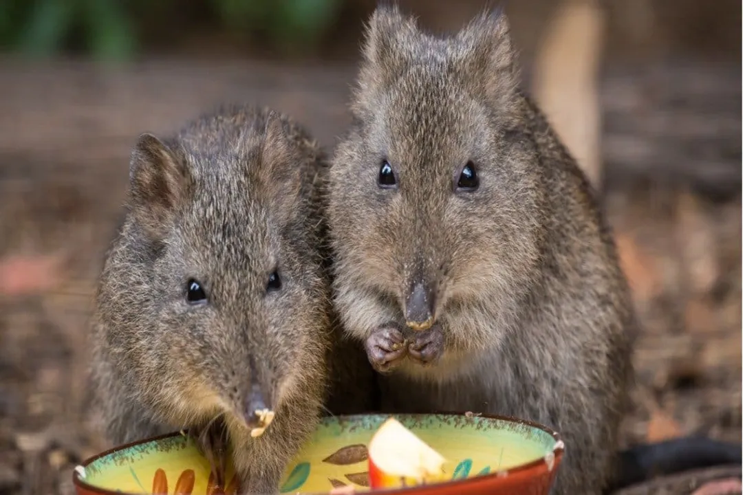 Do pinstripe potoroos live in groups?, Social Solitude