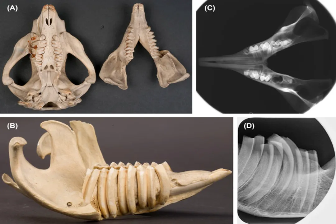 Do pinstripe potoroos live in groups?, Defining Territory