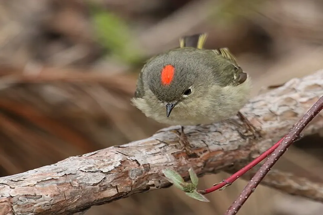 Do Ruby-crowned Kinglets migrate?, The Crown Mark