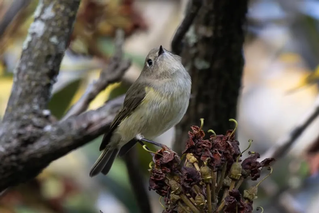Do Ruby-crowned Kinglets migrate?, Size Deception