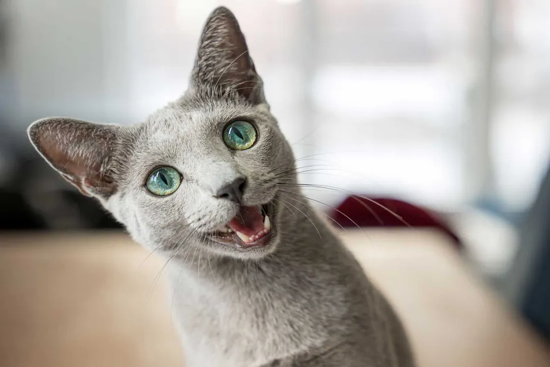 Do Russian Blue cats meow a lot?, Vocal Personalities
