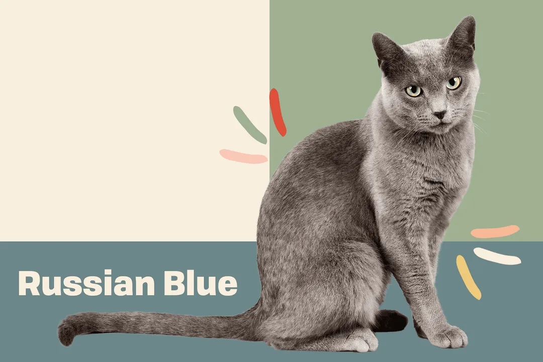 Do Russian Blue cats meow a lot?