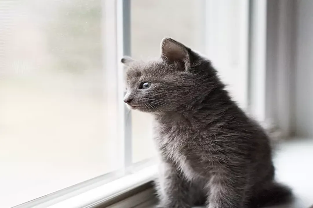 Do Russian Blue cats meow a lot?, Breed Reputation