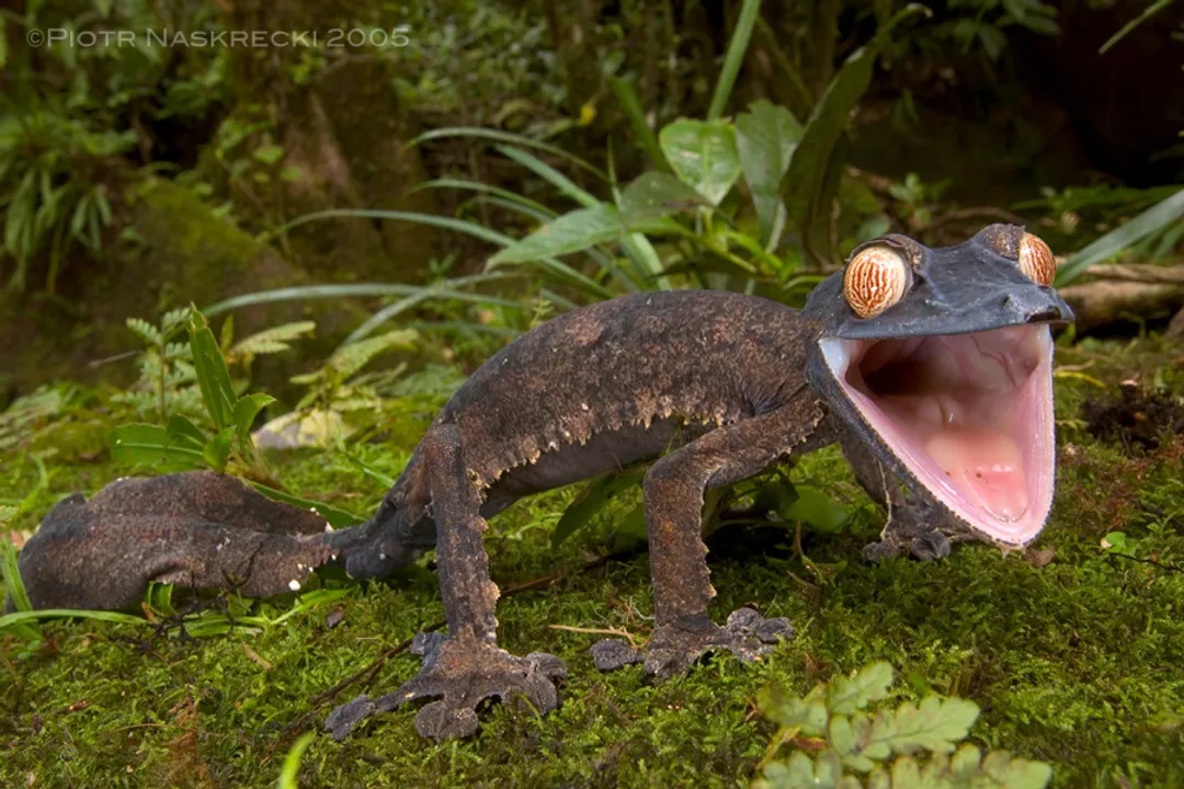 Do satanic leaf-tailed geckos bite?, Interpreting Behavior