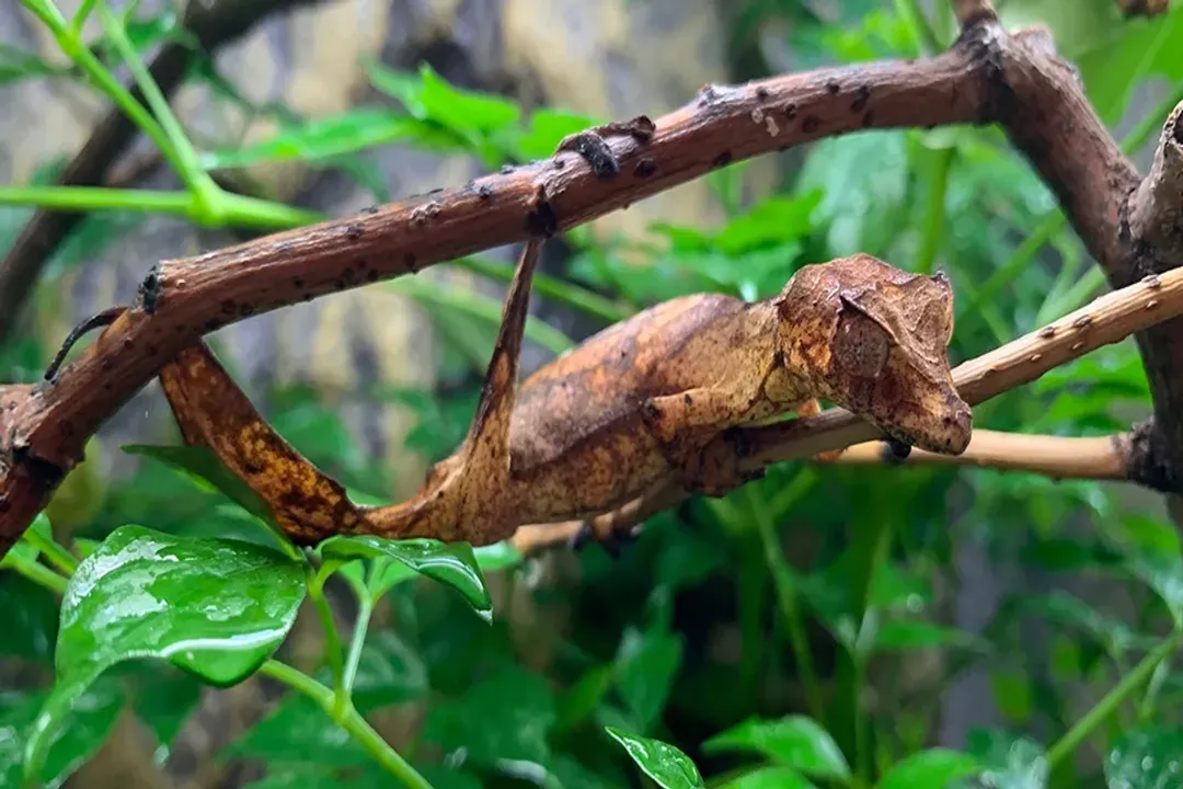 Do satanic leaf-tailed geckos bite?, Bite Tendencies