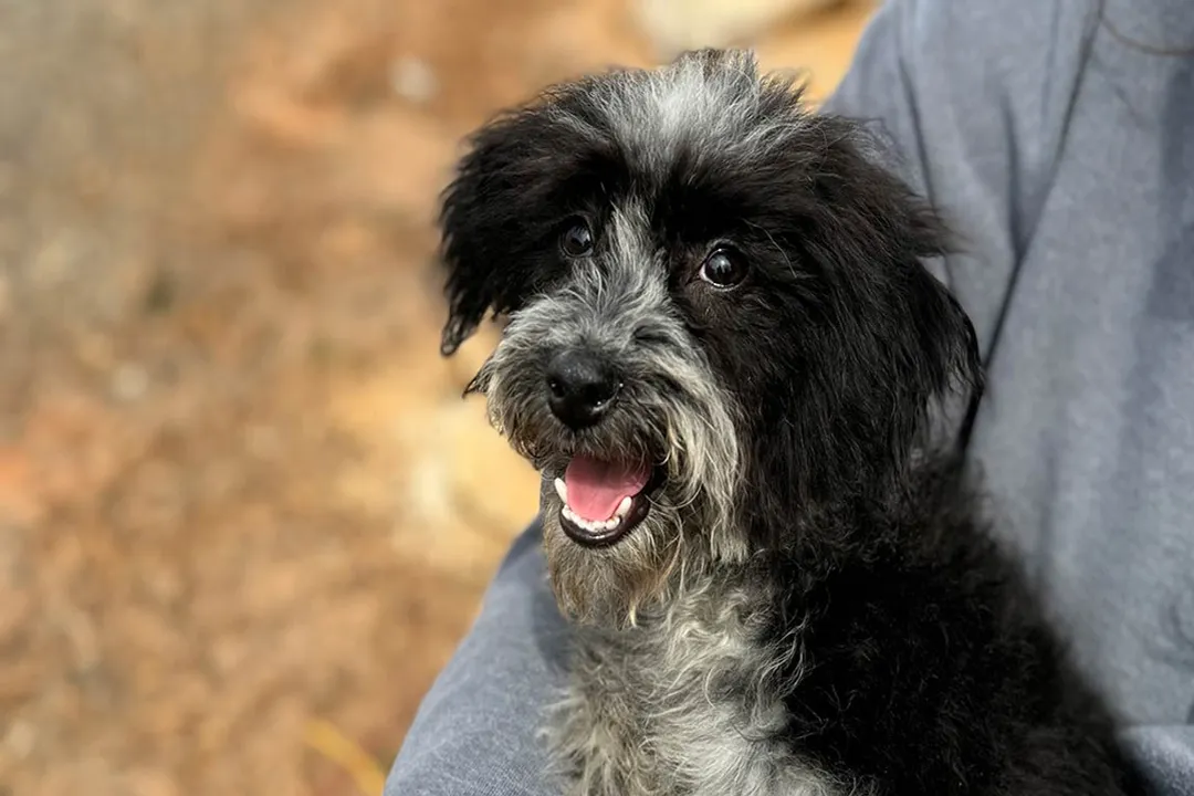 Do Sheepadoodles bond to one person?, Early Environment Impact