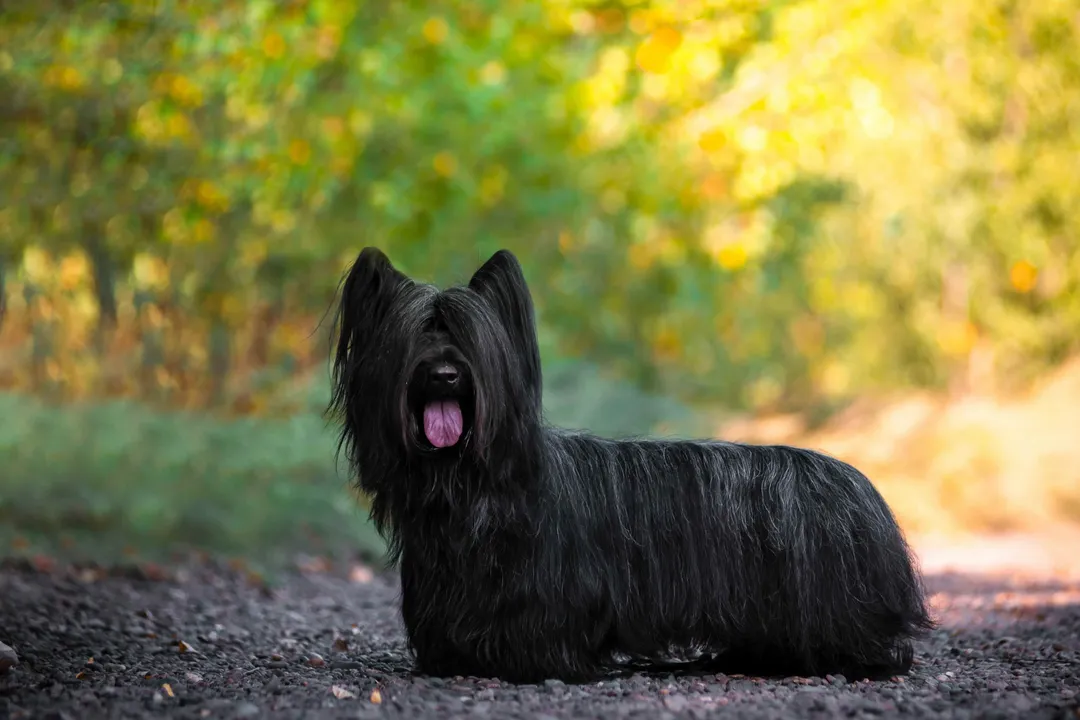 Do Skye Terriers bark a lot?, Understanding Owner Expectations