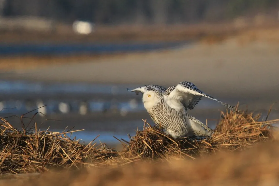 Do snowy owls eat geese?, Arctic Staples