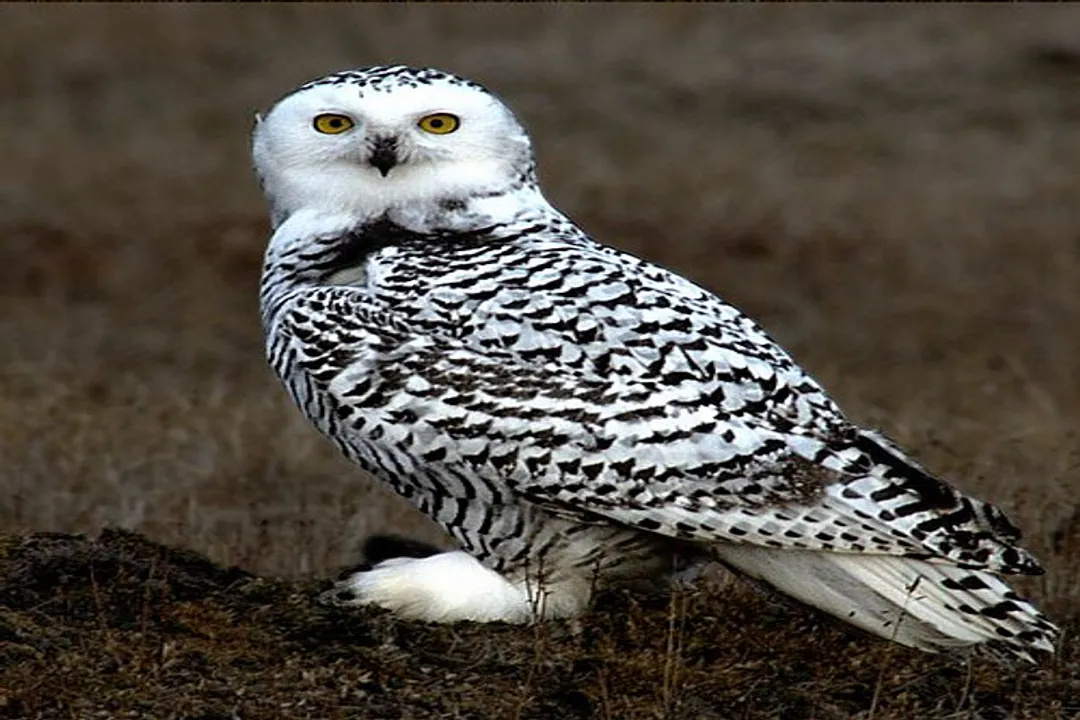 Do snowy owls eat geese?, Diet Confirmation